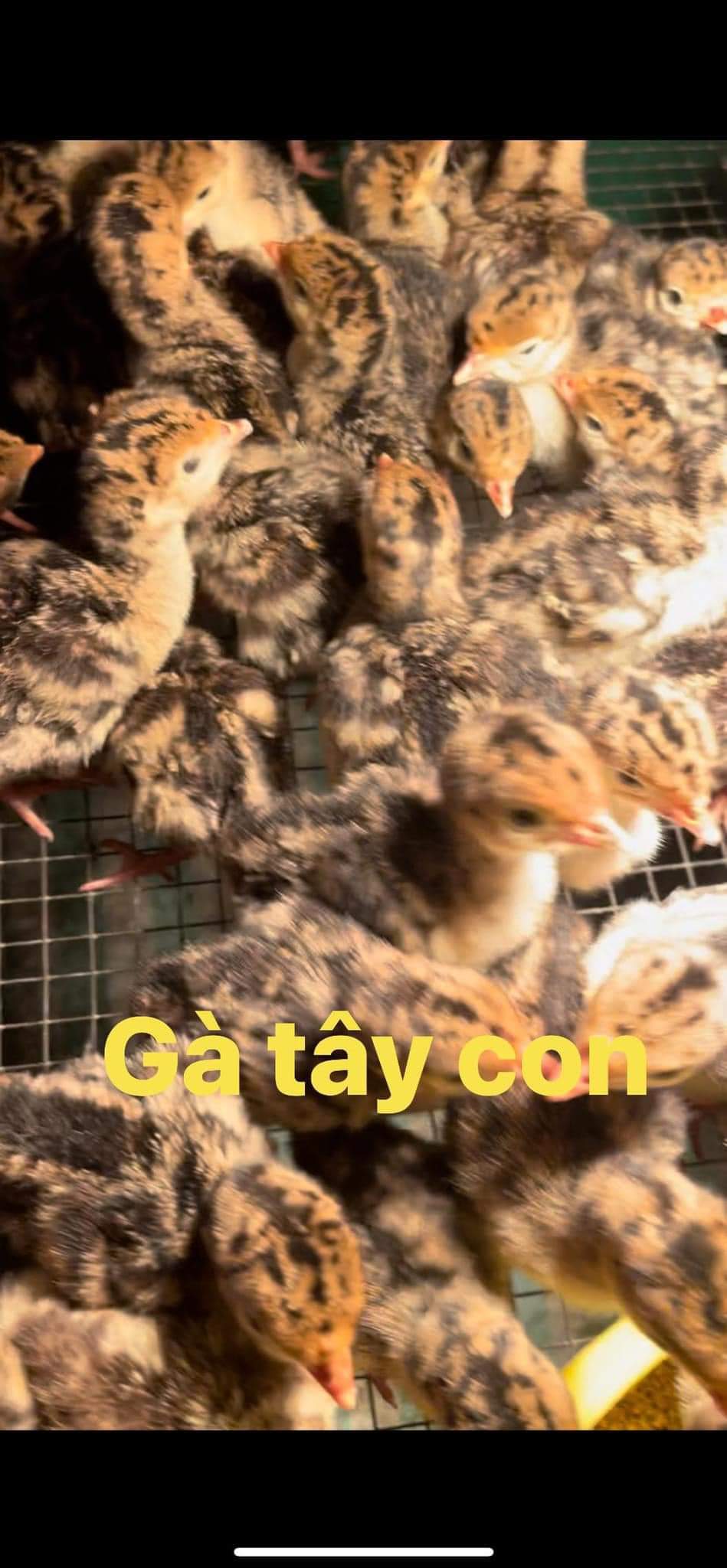 Gà tây con khi còn nhỏ, dể phân biệt so với các loại gà công nghiệp khác